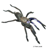 Chilobrachys sp. 'Blue' Chilobrachys Tarantula