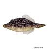 Paraluteres arqat Spotted Filefish