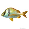 Anisotremus virginicus Atlantic Porkfish