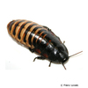 Gromphadorhina grandidieri Madagascan Hissing Cockroach