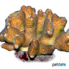 Stylophora pistillata Cluster Coral (SPS)