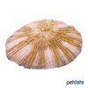 Danafungia horrida Plate Coral (LPS)