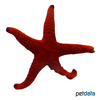 Fromia indica Indian Sea Star