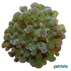 Fimbriaphyllia paraancora Anchor Coral (LPS)