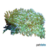 Fimbriaphyllia paradivisa Frogspawn Coral (LPS)