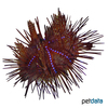Astropyga radiata Longspine Urchin