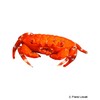 Neoliomera insularis Red Round Crab