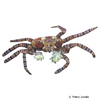 Lybia tessellata Boxer Crab