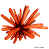 Heterocentrotus mamillatus Red Slate Pencil Urchin