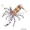 Periclimenes yucatanicus Spotted Cleaner Shrimp