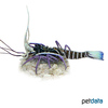 Panulirus versicolor Painted Spiny Lobster