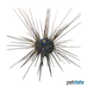 Diadema setosum Black Longspine Urchin