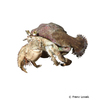 Dardanus pedunculatus Anemone Hermit Crab