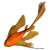 Ancistrus cf. cirrhosus 'Red Longfin' Red Longfin Bristlenose Catfish