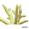 Acropora pulchra Staghorn Coral (SPS)