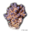 Acropora longicyathus Stoney Coral (SPS)