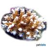 Acropora nana Staghorn Coral (SPS)