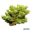 Acropora lovelli 'Green' Cats Paw Coral (SPS)