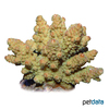 Acropora lovelli Cats Paw Coral (SPS)