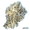 Acropora divaricata Small Polyp Stone Coral (SPS)