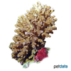 Acropora appressa Staghorn Coral (SPS)