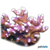 Stylophora subseriata Club Finger Coral (SPS)