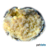 Astreopora myriophthalma Porous Star Coral (LPS)