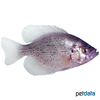 Lepomis punctatus Spotted Sunfish