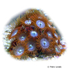 Zoanthus pulchellus Sea Mat