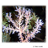 Acropora fenneri 'Pink' Staghorn Coral (SPS)