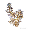 Acropora echinata 'Blue Tips' Thorny Staghorn Coral (SPS)