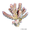 Acropora digitifera 'Pink Tips' Staghorn Coral (SPS)