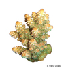 Acropora digitifera 'Orange Tips' Staghorn Coral (SPS)