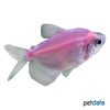 Gymnocorymbus ternetzi 'Color' Black Skirt Tetra Color