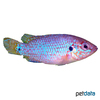 Rubricatochromis lifalili 'Blau' Lifalili Cichlid Blue