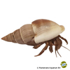 Coenobita rugosus Ruggie Hermit Crab