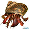 Coenobita clypeatus Caribbean Hermit Crab