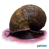 Pomacea canaliculata Channeled Applesnail