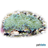 Ricordea florida 'Green' Green Florida False Coral