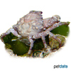 Mithraculus sculptus Green Clinging Crab