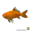 Carassius auratus Goldfish Wakin
