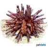 Eucidaris tribuloides Caribbean Slate Pencil Urchin