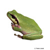 Hyla meridionalis Mediterranean Tree Frog