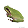 Hyla meridionalis Mediterranean Treefrog