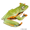 Rhacophorus reinwardtii Reinwardt's Flying Frog