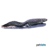 Pleurodeles waltl Iberian Ribbed Newt
