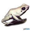 Phyllobates terribilis 'La Brea' La Brea Poison Frog