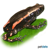 Phrynomantis bifasciatus Banded Rubber Frog