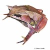 Pelobatrachus nasutus Malaysian Horned Frog