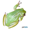 Nyctimystes infrafrenatus Giant Treefrog